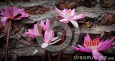 Lotus flowers offering at Kushinagar, India. Stock Photo